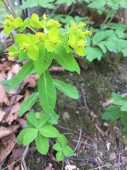 Euphorbia platyphyllos