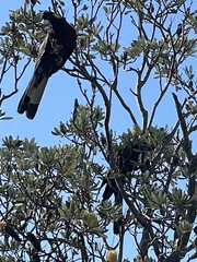 Zanda funerea funerea