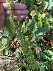 Lespedeza cuneata