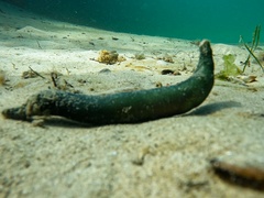 Priapulida