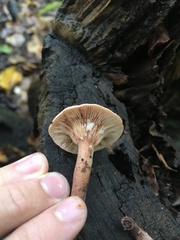 Lactarius camphoratus