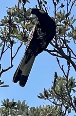 Zanda funerea funerea