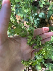 Lespedeza cuneata