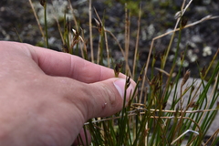 Juncus drummondii