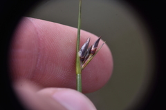 Juncus drummondii