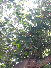Danaus