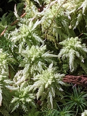 Sphagnum palustre