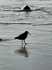 Haematopus fuliginosus