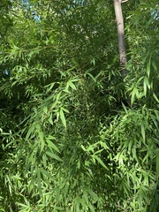 Phyllostachys
