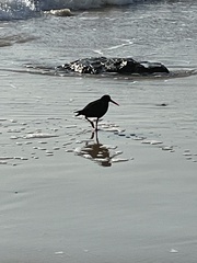 Haematopus fuliginosus