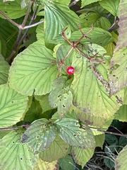 Viburnum wrightii