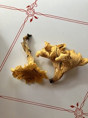 Cantharellus camphoratus