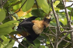 Pteropus seychellensis