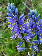 Camassia