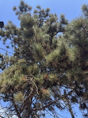 Pinus contorta