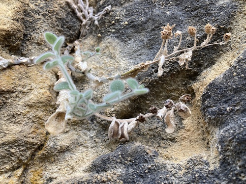 Dwarf snapdragon (Antirrhinum molle)