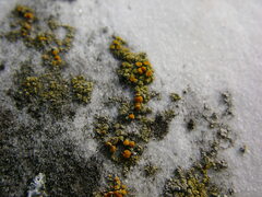 Candelariella