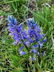 Camassia
