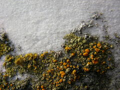 Candelariella