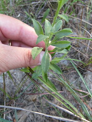 Solidago radula