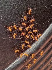 Zelus longipes