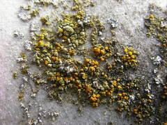 Candelariella