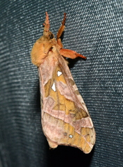 Sthenopis purpurascens