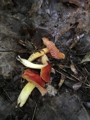 Hygrocybe rubra