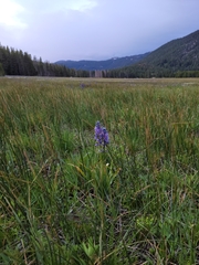 Camassia