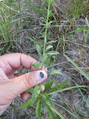 Solidago radula