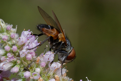 Phasia aurigera