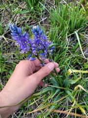 Camassia