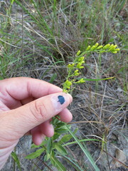 Solidago radula