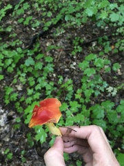 Hygrocybe rubra
