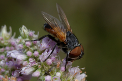 Phasia aurigera