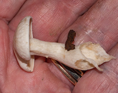 Leucocybe connata