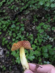 Hygrocybe rubra