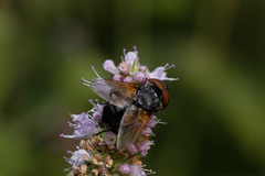Phasia aurigera