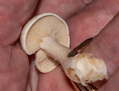 Leucocybe connata