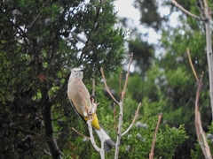 Ptiliogonys cinereus