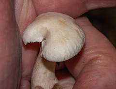 Leucocybe connata