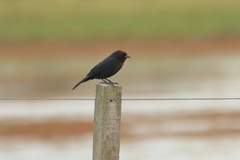 Chrysomus ruficapillus