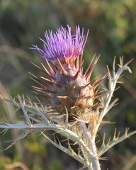 Cynara cardunculus cardunculus