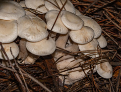 Leucocybe connata