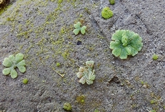 Riccia frostii