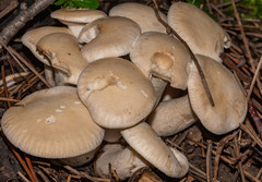Leucocybe connata