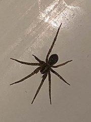 Tegenaria domestica