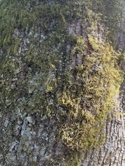 Homalothecium fulgescens