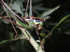 Eupholidoptera chabrieri