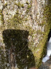 Homalothecium fulgescens